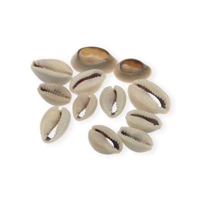 Conchas naturais de búzios em tons creme e bege sobre fundo branco