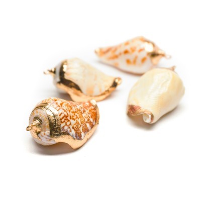 Conchas marinhas naturais com detalhes dourados sobre fundo branco