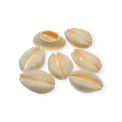 Sete conchas naturais bege com sulcos, fundo branco