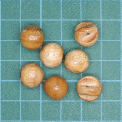 Sete sementes redondas castanhas sobre base quadriculada azul-esverdeada