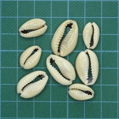 Oito conchas creme com fissura preta em fundo verde quadriculado