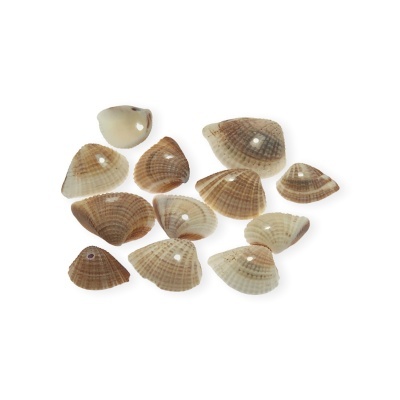 Doze conchas marinhas pequenas em tons castanho claro e bege com padrão listrado