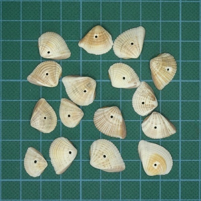 Conchas marinhas pequenas claras com furo central sobre fundo verde quadriculado