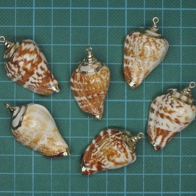 Seis conchas marinhas castanhas e brancas com argolas metálicas sobre superfície com grade azul