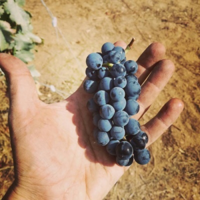 Cacho de uvas pretas na mão com chão seco ao fundo