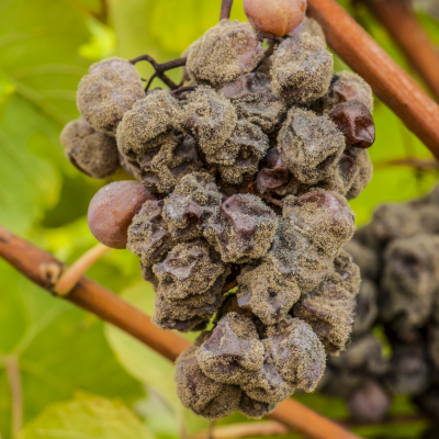 Cacho de uvas murchas e bolorentas numa vinha com folhas verdes
