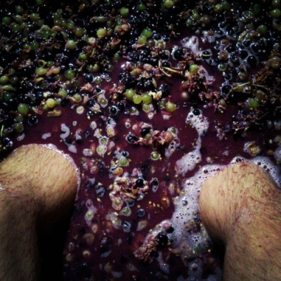 Pés nus a pisar uvas pretas e verdes esmagadas com líquido roxo e espuma