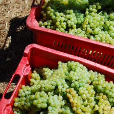 Caixas vermelhas com uvas verdes frescas