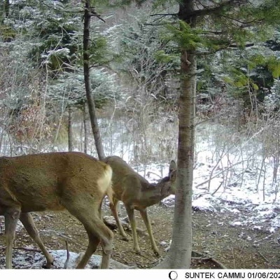 Veados numa floresta nevada capturados por câmara SUNTEK CAMMU