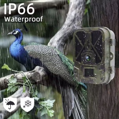 Câmara de vigilância impermeável IP66 verde camuflada montada em árvore perto de pavão sob chuva