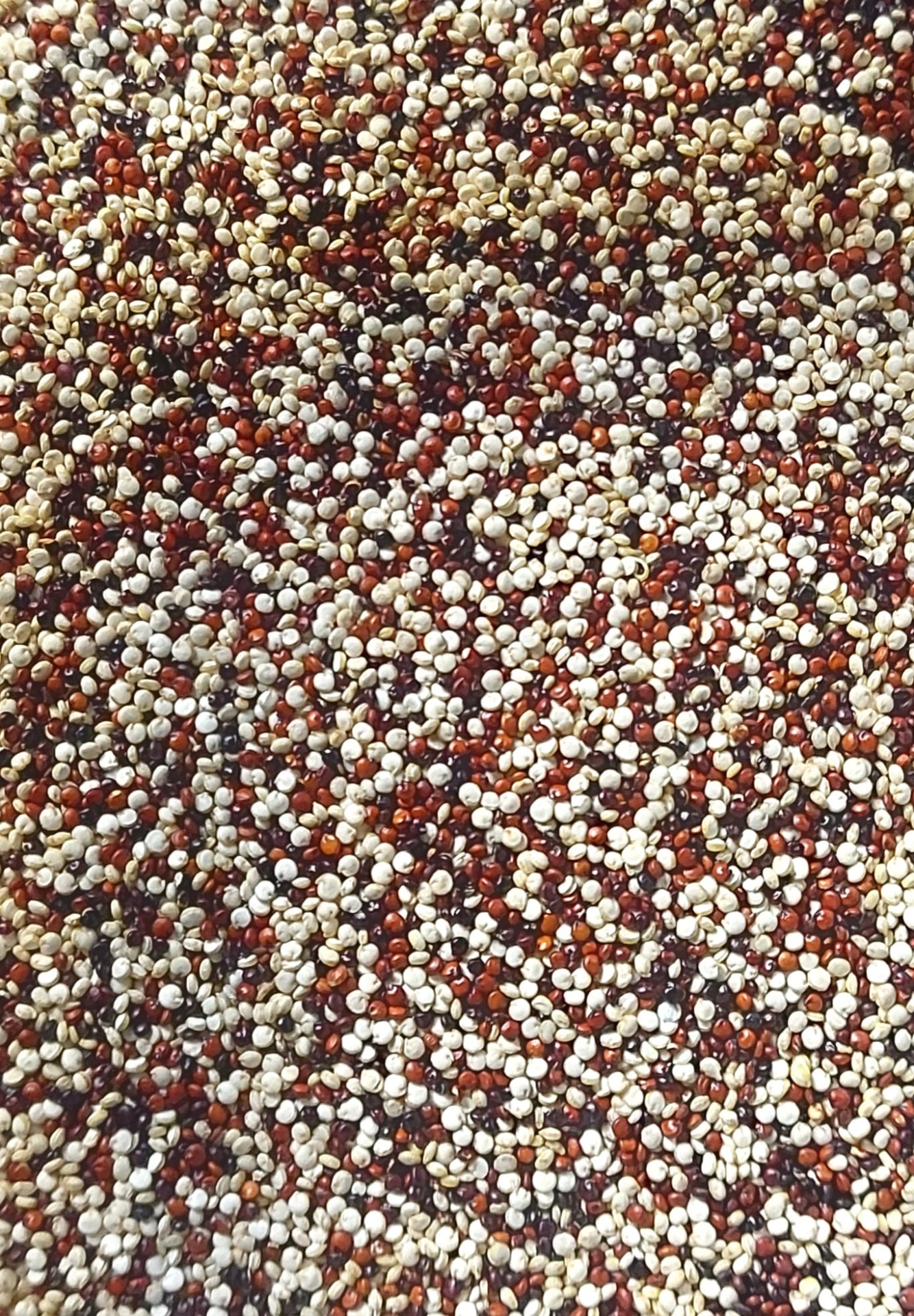 Quinoa tricolor Grãos coloridos pequenos misturados uniformemente