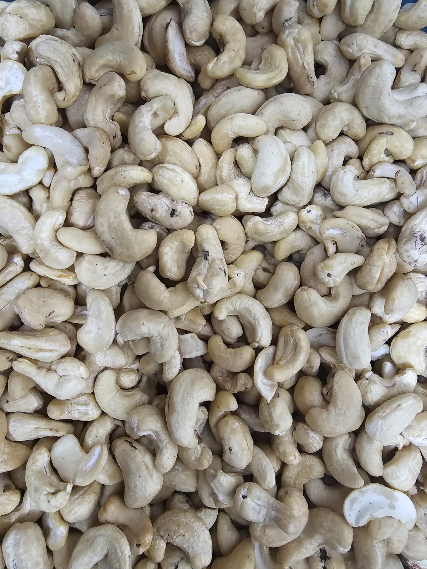 Caju inteiro pequeno natural Noz de cajú cru bege clara com textura natural e manchas escuras