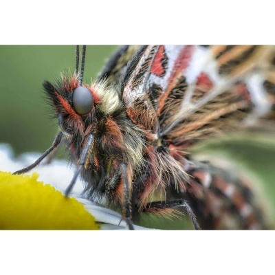 Close-up de uma borboleta colorida pousada numa flor amarela e branca
