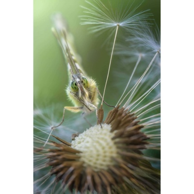 Borboleta amarela numa flor de dente-de-leão desfeita, vista em macro