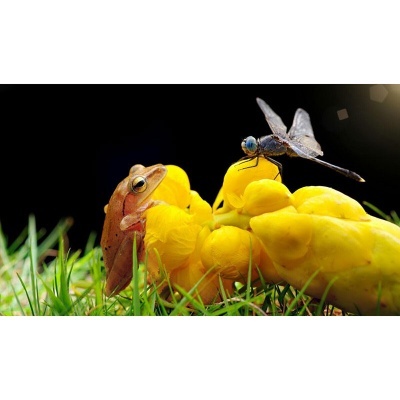 Rã castanha, flor amarela e libélula azul e preta sobre relva com fundo escuro