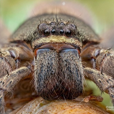 Close-up da cabeça e patas de uma aranha castanha peluda