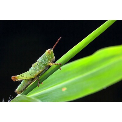 Gafanhoto verde num caule com fundo preto