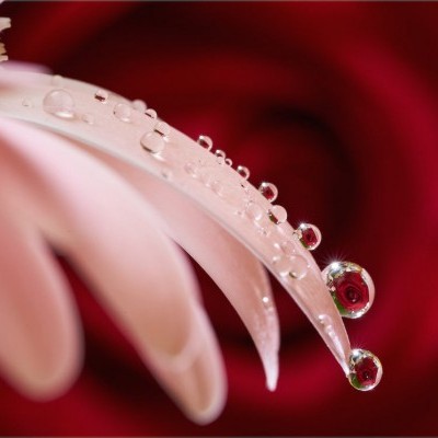 Pétalas de flor rosa clara com gotas de água e fundo vermelho