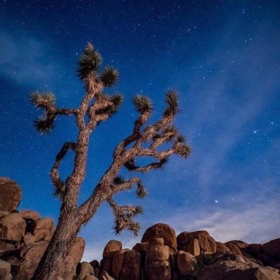 Árvore retorcida com folhas pontiagudas e rochas ao luar sob céu estrelado