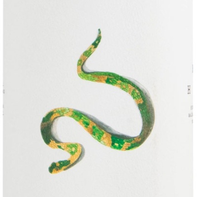 Rótulo de vinho com cobra verde e texto MONTE DA PECEGUINA 2025