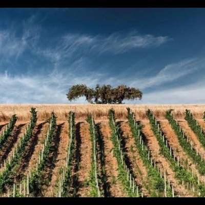 Vinhedo com videiras em fileiras e árvore ao fundo sob céu azul