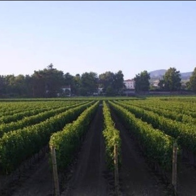 Campo agrícola com várias filas de vinhas verdes sob céu azul
