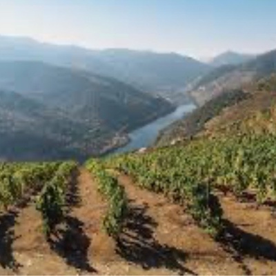 Vinha em fileiras com rio e montanhas ao fundo