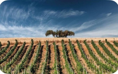 Vinhedo com videiras em fileiras e árvore ao fundo sob céu azul