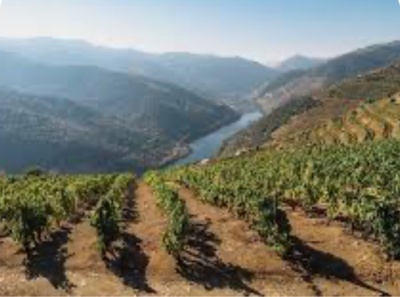 Vinha em fileiras com rio e montanhas ao fundo