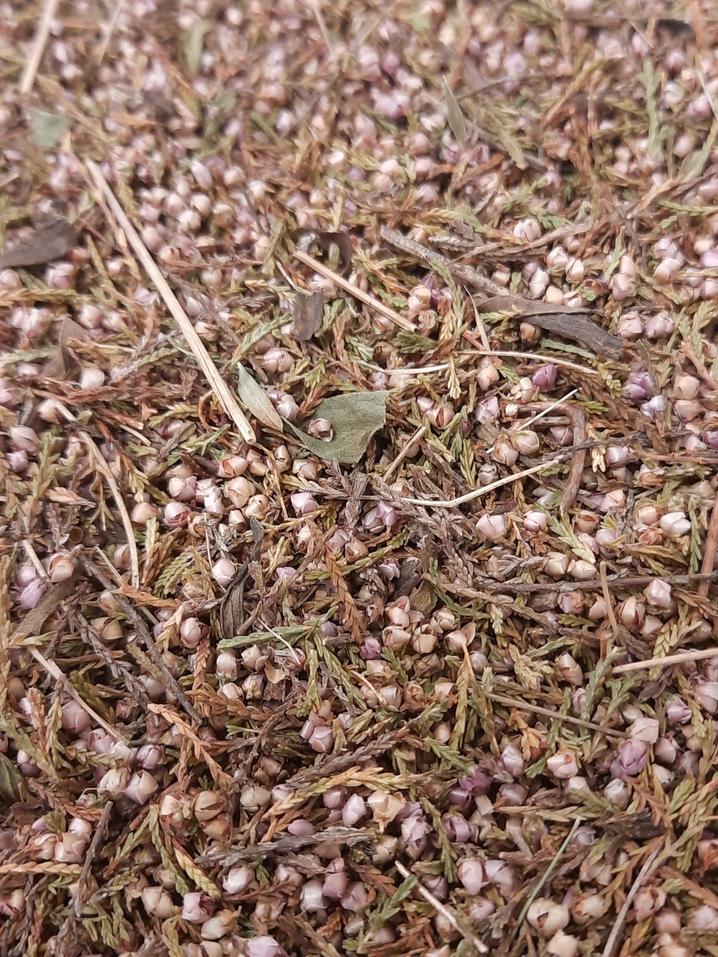 Mistura de sementes e ervas secas em tons castanhos e verdes