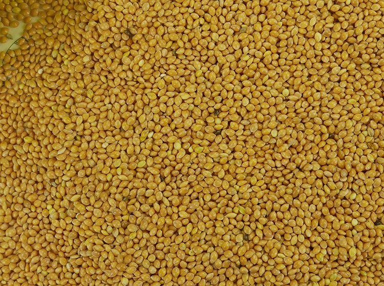 Sementes amarelas pequenas e lisas cobrindo toda a imagem