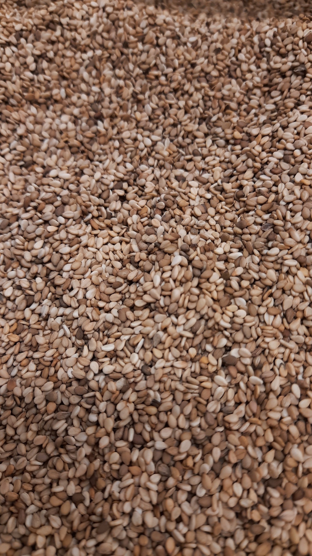 Sementes de sésamo bege a castanhas com textura granulada