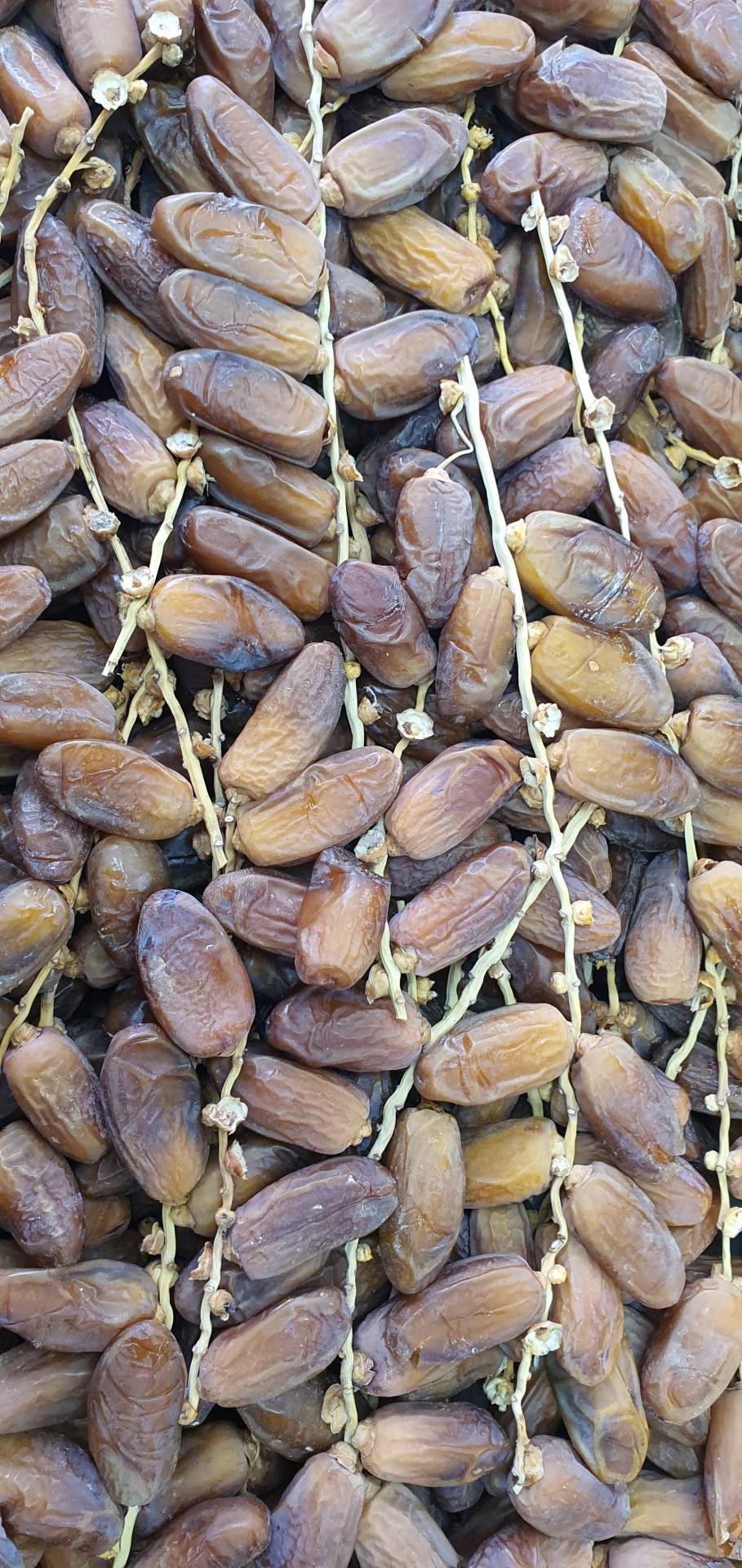 Tâmaras secas em cachos com talos finos visíveis, em tons castanhos variados