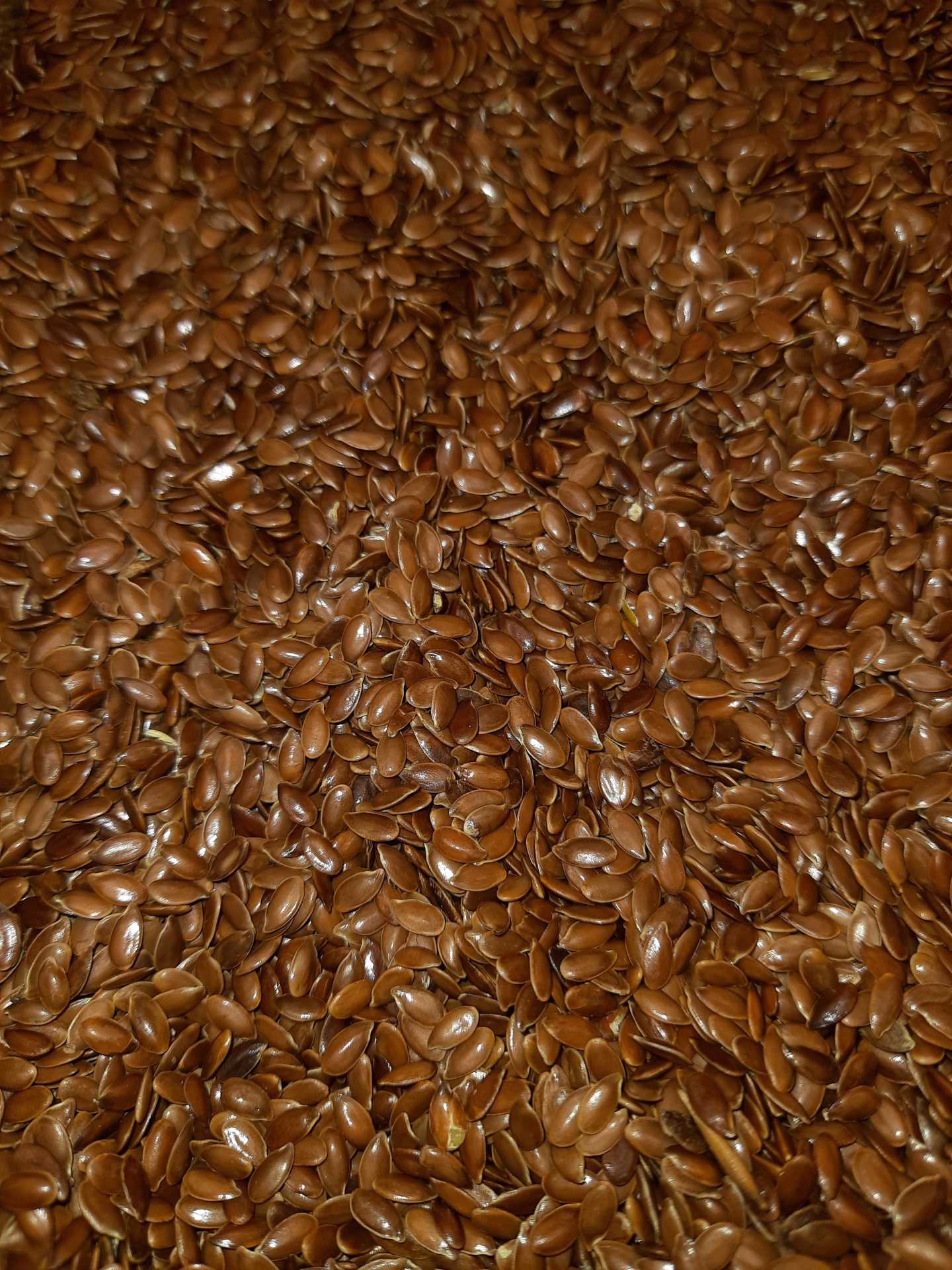 Muitas sementes castanhas lisas e brilhantes cobrindo a totalidade da imagem