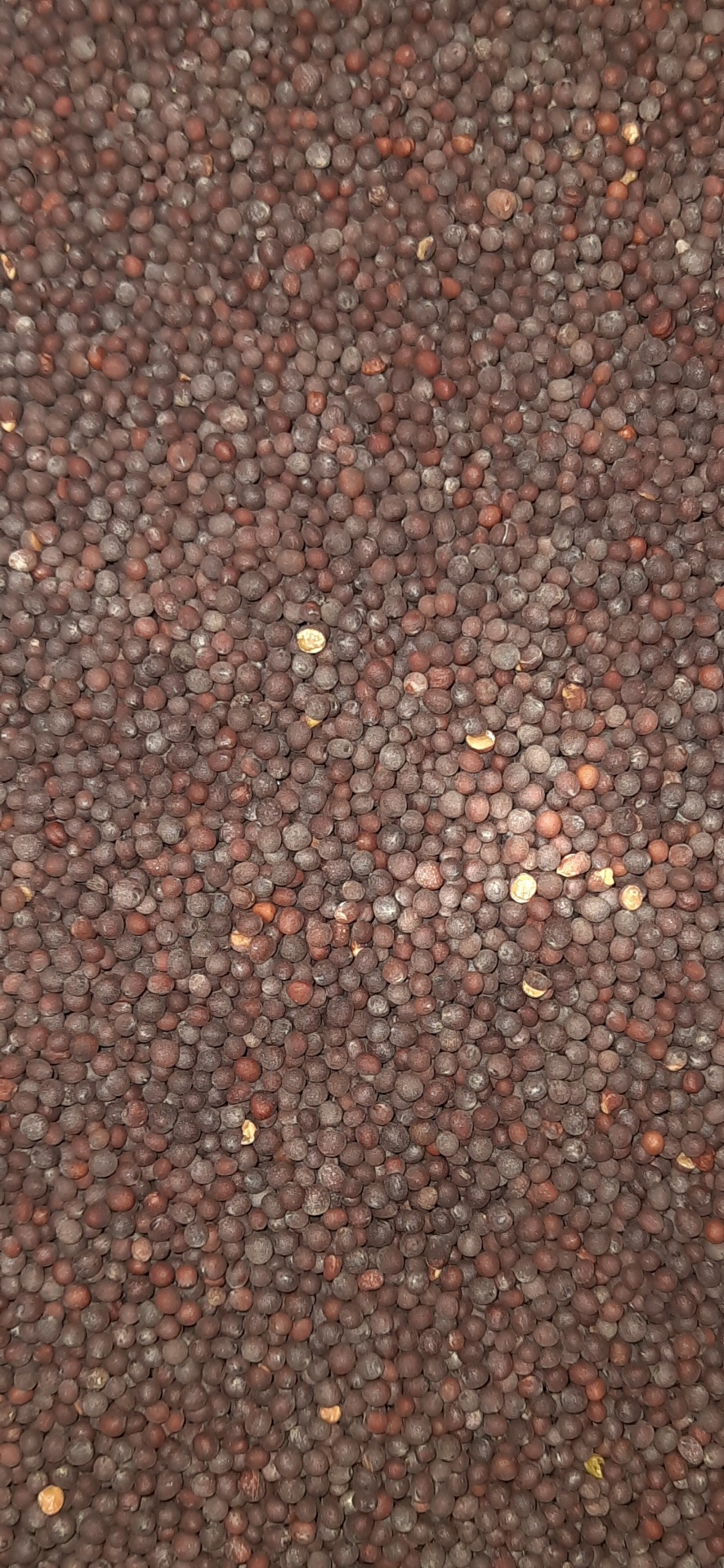 Sementes pequenas castanhas escuras espalhadas uniformemente