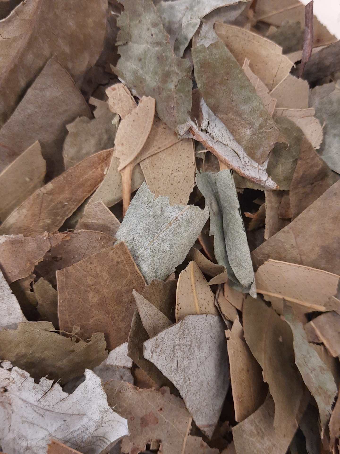 pequenos pedaços de folhas secas castanhas, bege e cinzentas sobrepostas