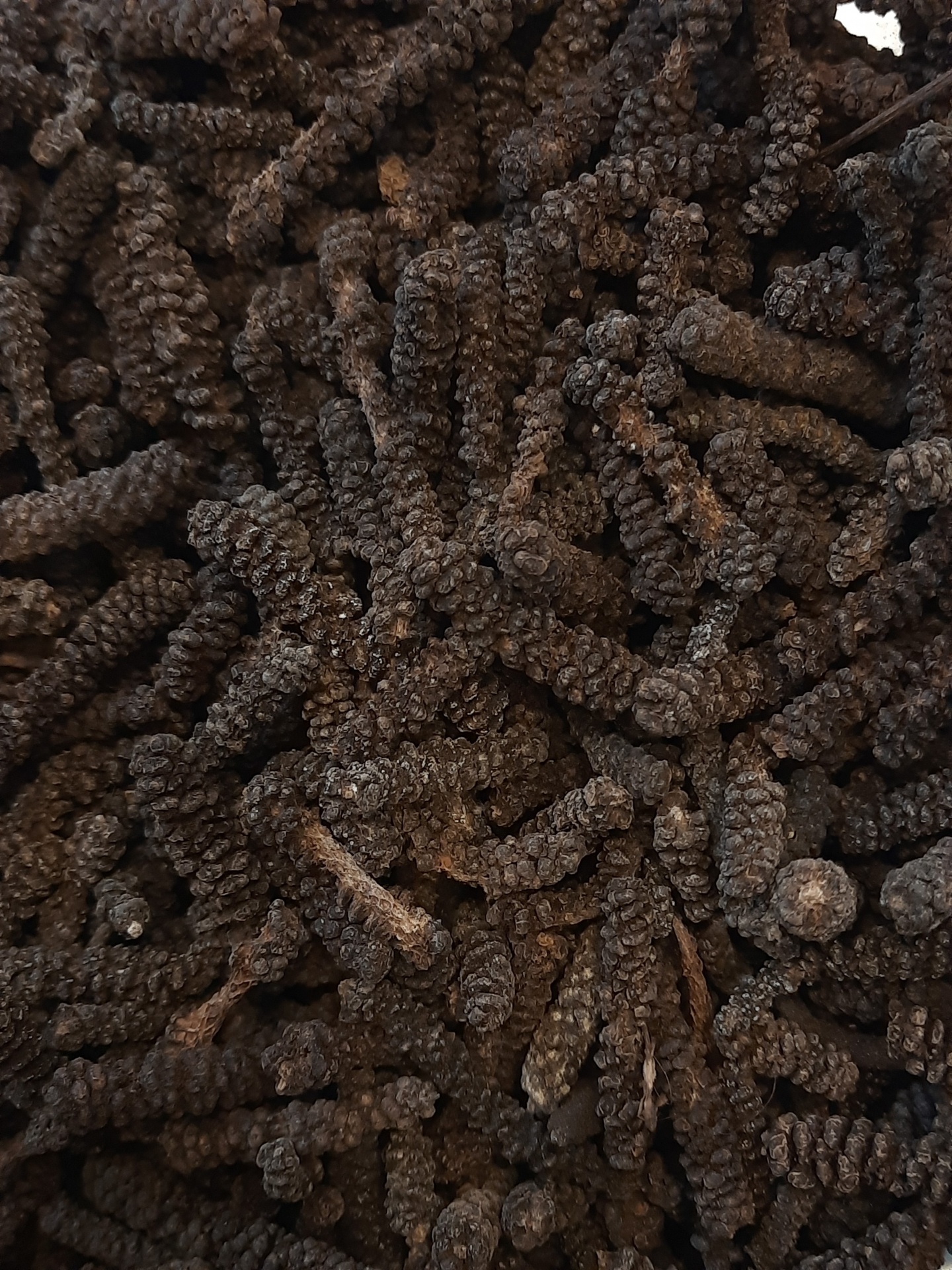 Pimenta longa preta seca, textura enrugada, cor castanho escuro e preto