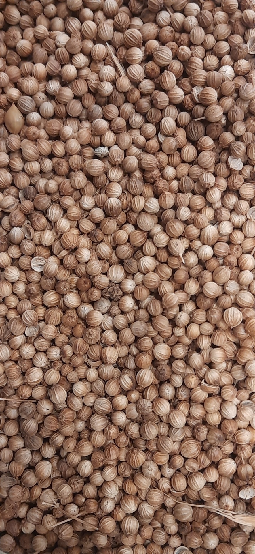 Sementes castanhas redondas, possivelmente coentros, textura riscada