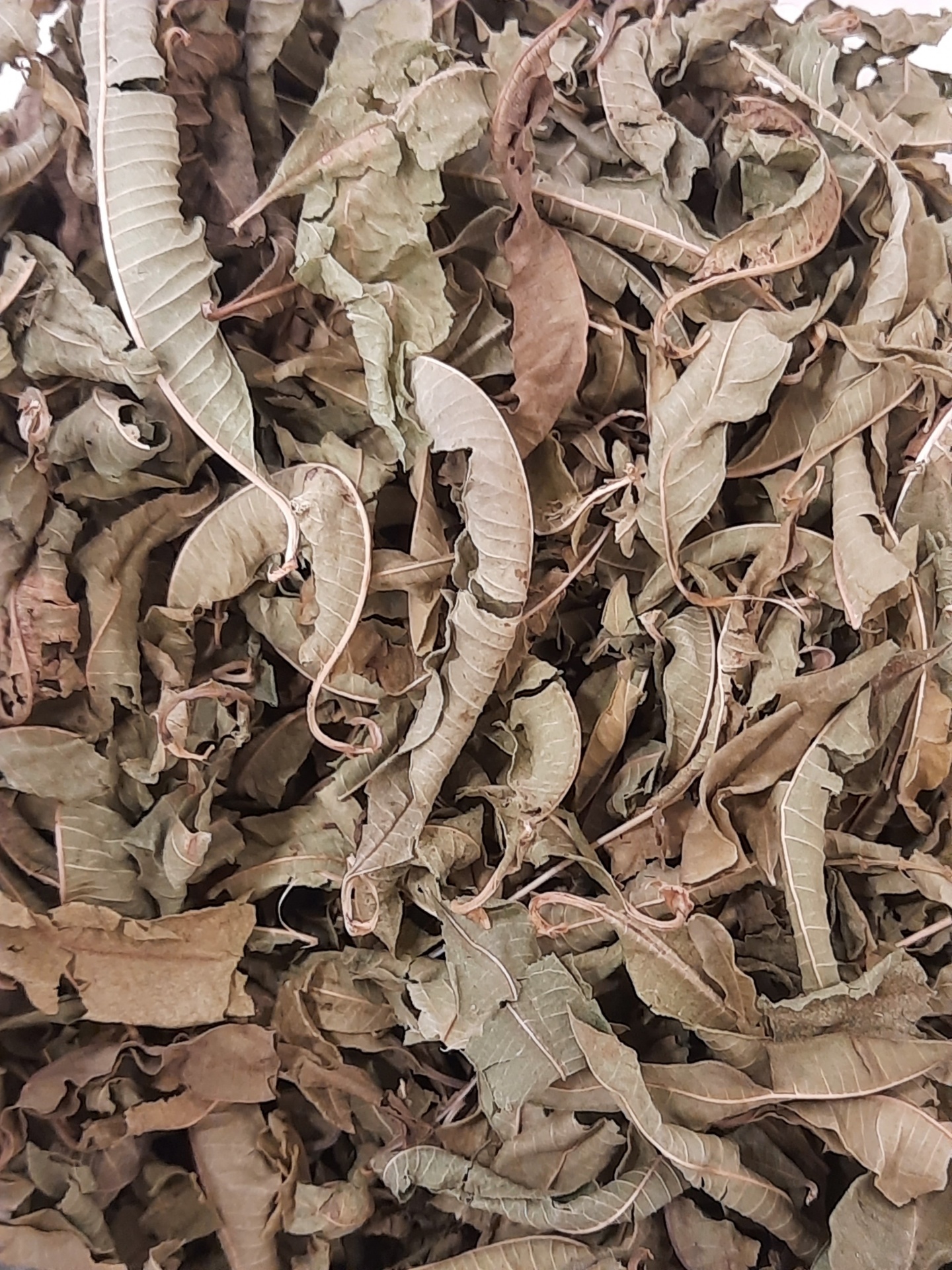 Folhas secas enrugadas e caídas em tons castanhos e verdes