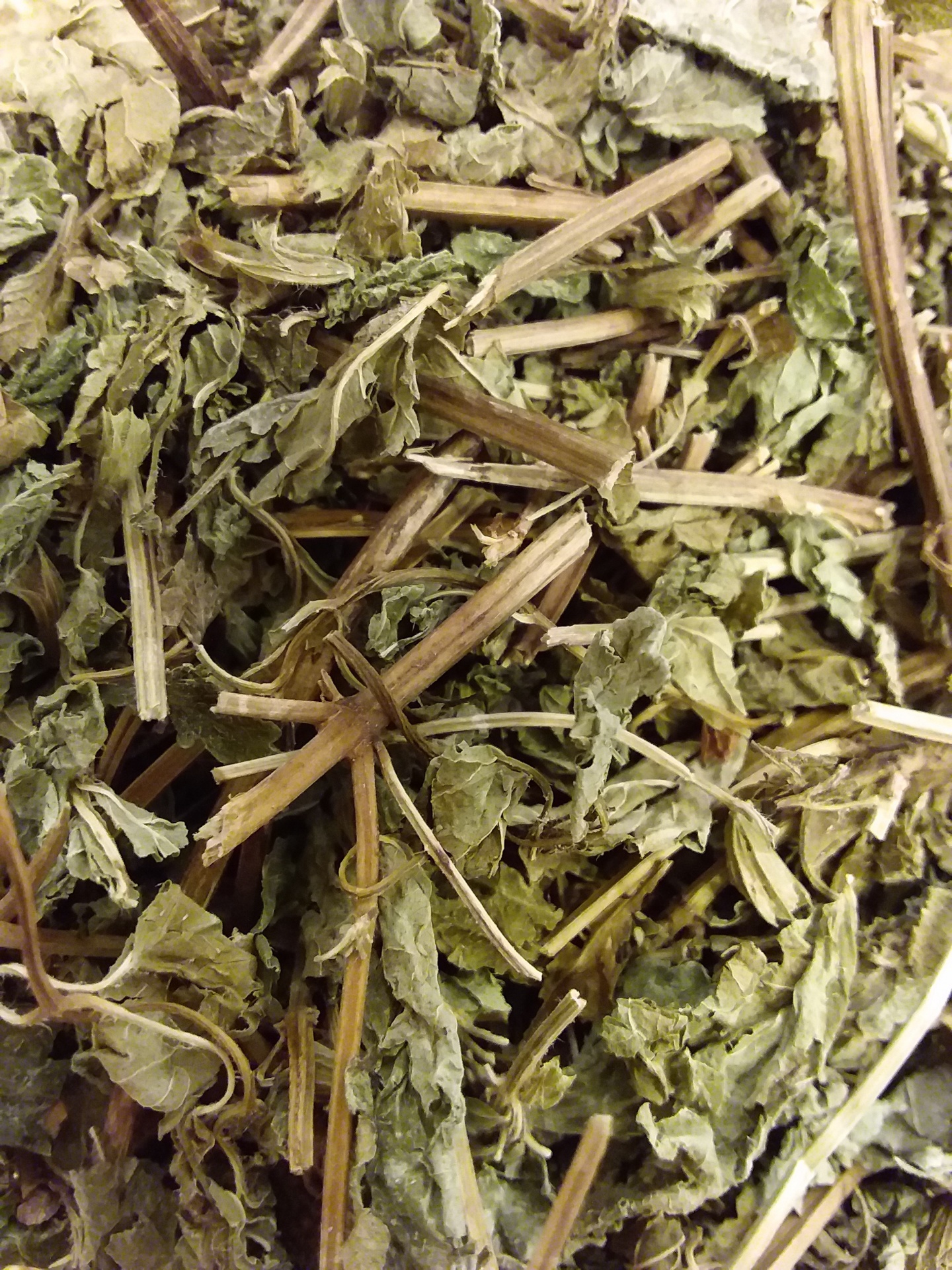 Folhas secas e caules em tons de verde e castanho