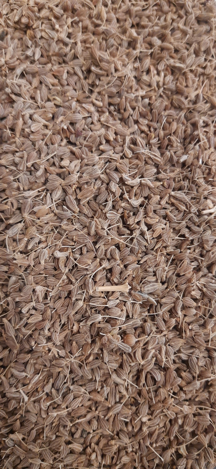 Sementes marrons claras com fibras secas amontoadas