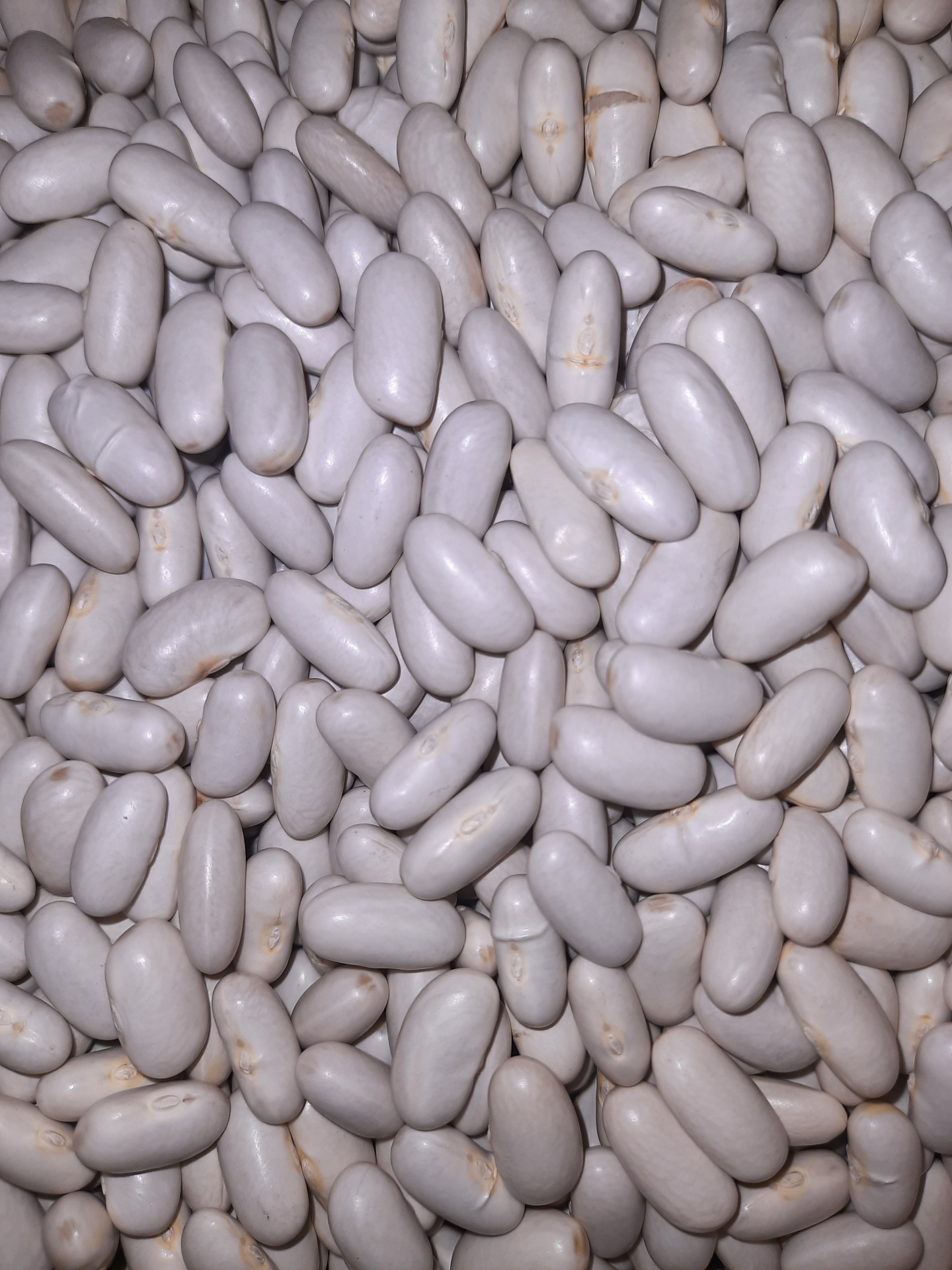 Feijão branco em grande quantidade e textura lisa