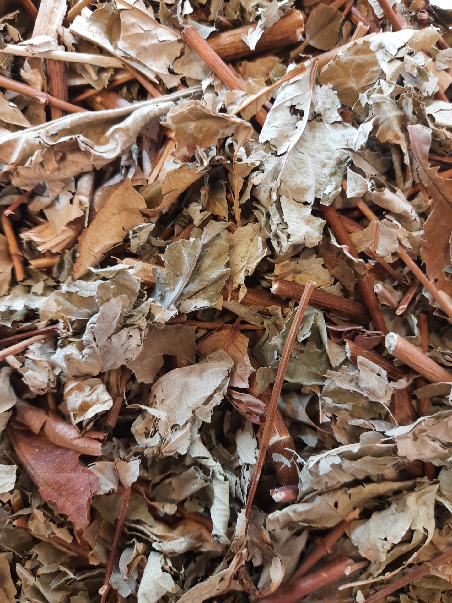 Folhas secas e paus castanhos misturados em fundo neutro