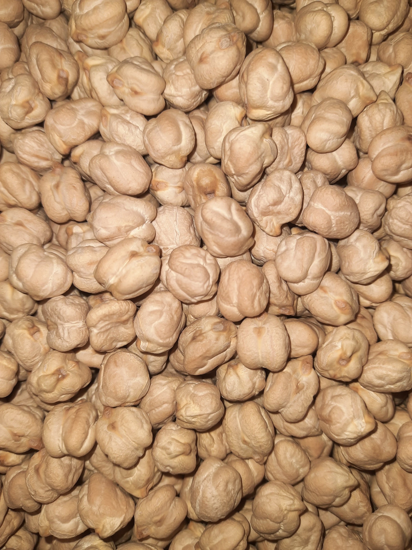 Grão-de-bico cru bege com textura rugosa