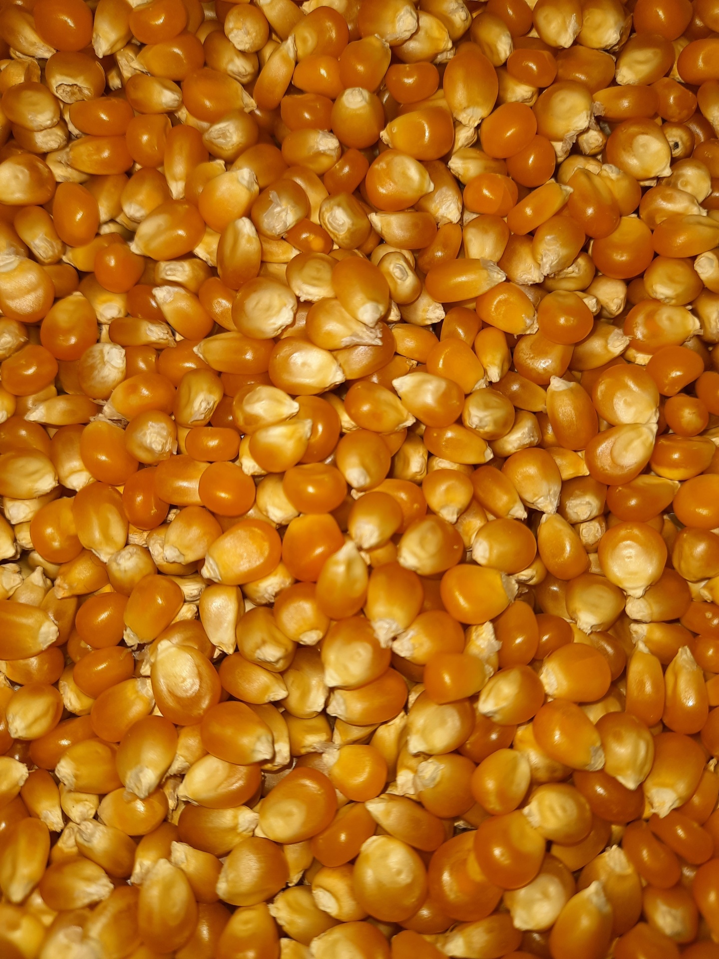 Grãos de milho secos amarelo-laranja