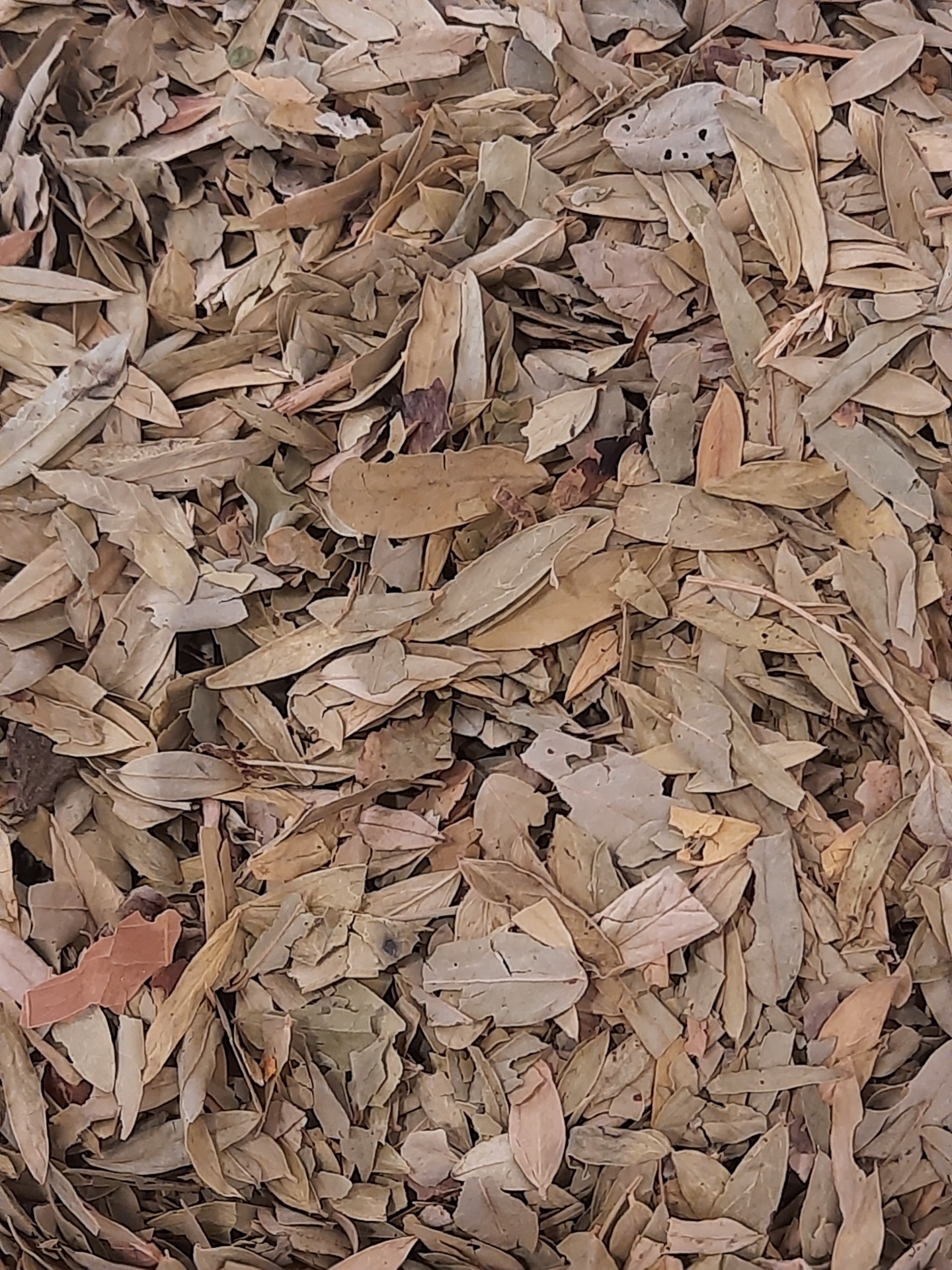 Folhas secas castanhas e bege no chão