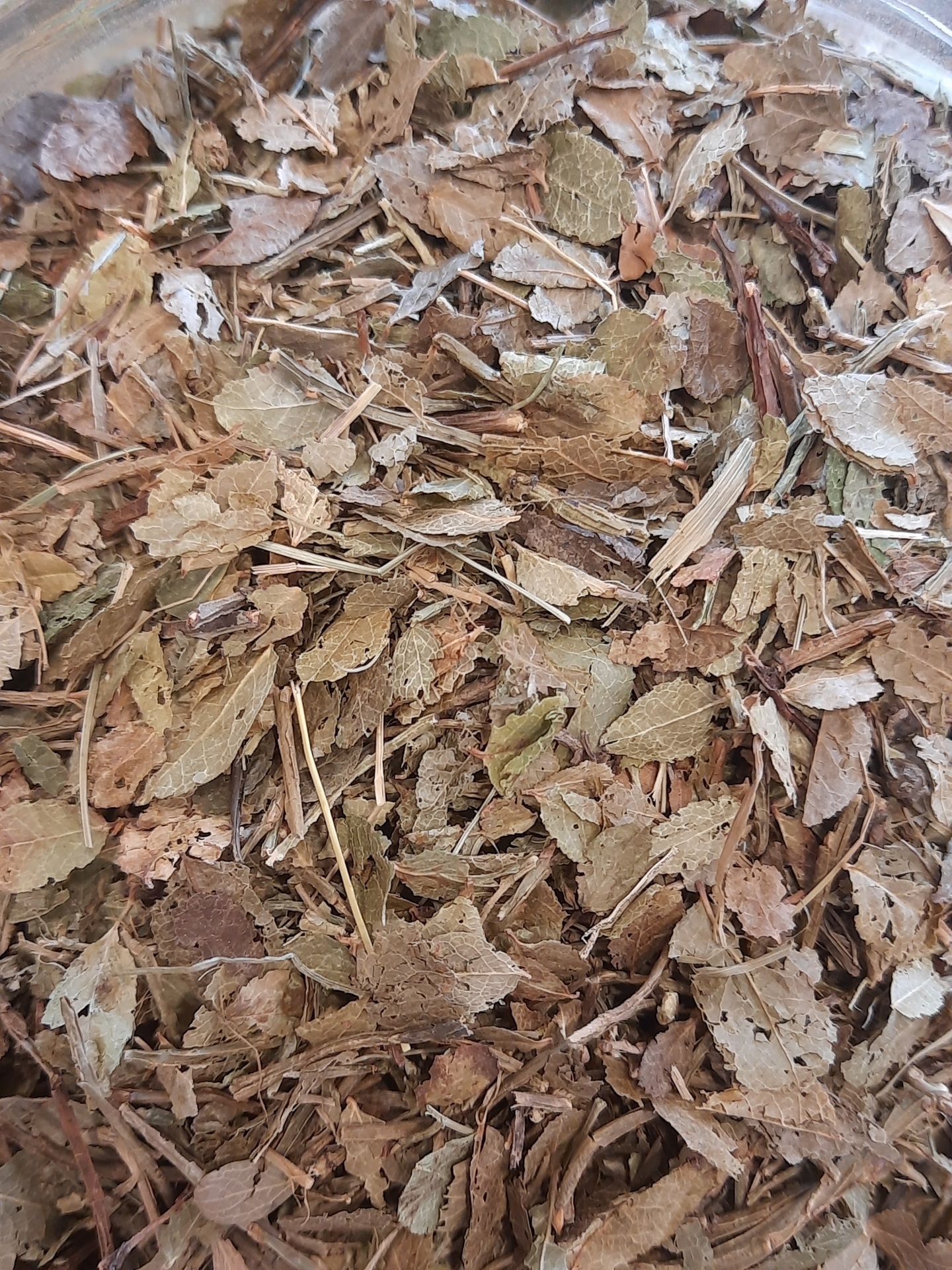 Folhas secas e pequenos ramos dentro de recipiente transparente