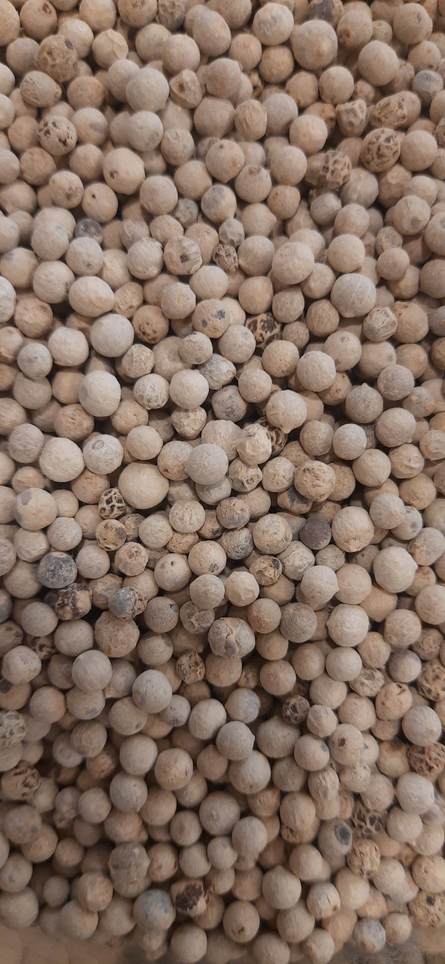 Grãos de pimenta branca redondos, bege claro, textura rugosa
