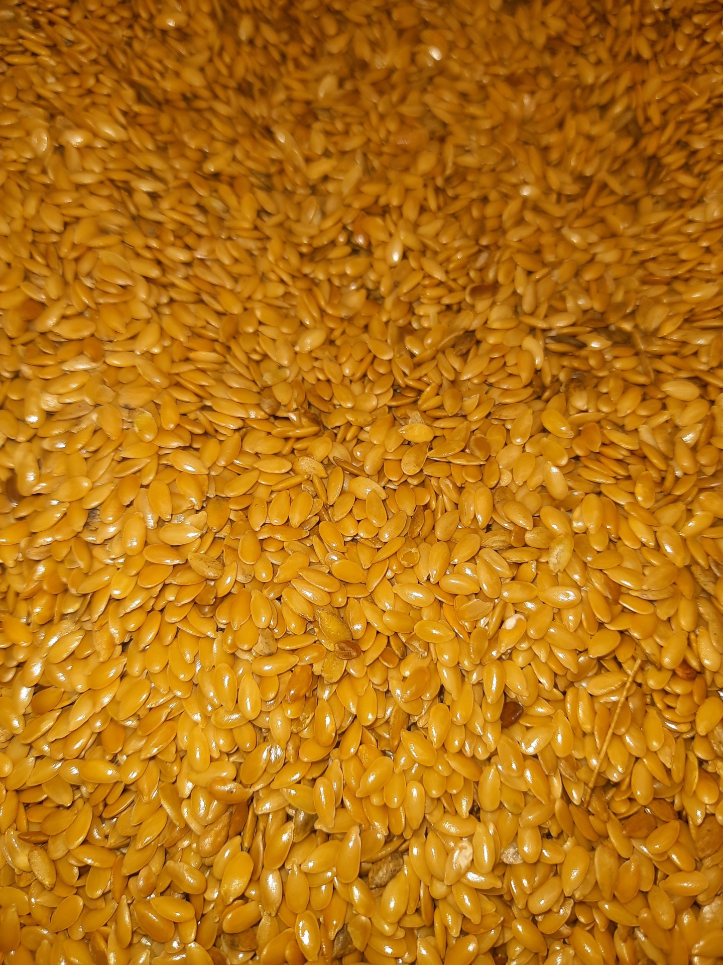 Sementes douradas e brilhantes, texturizadas, em grande quantidade
