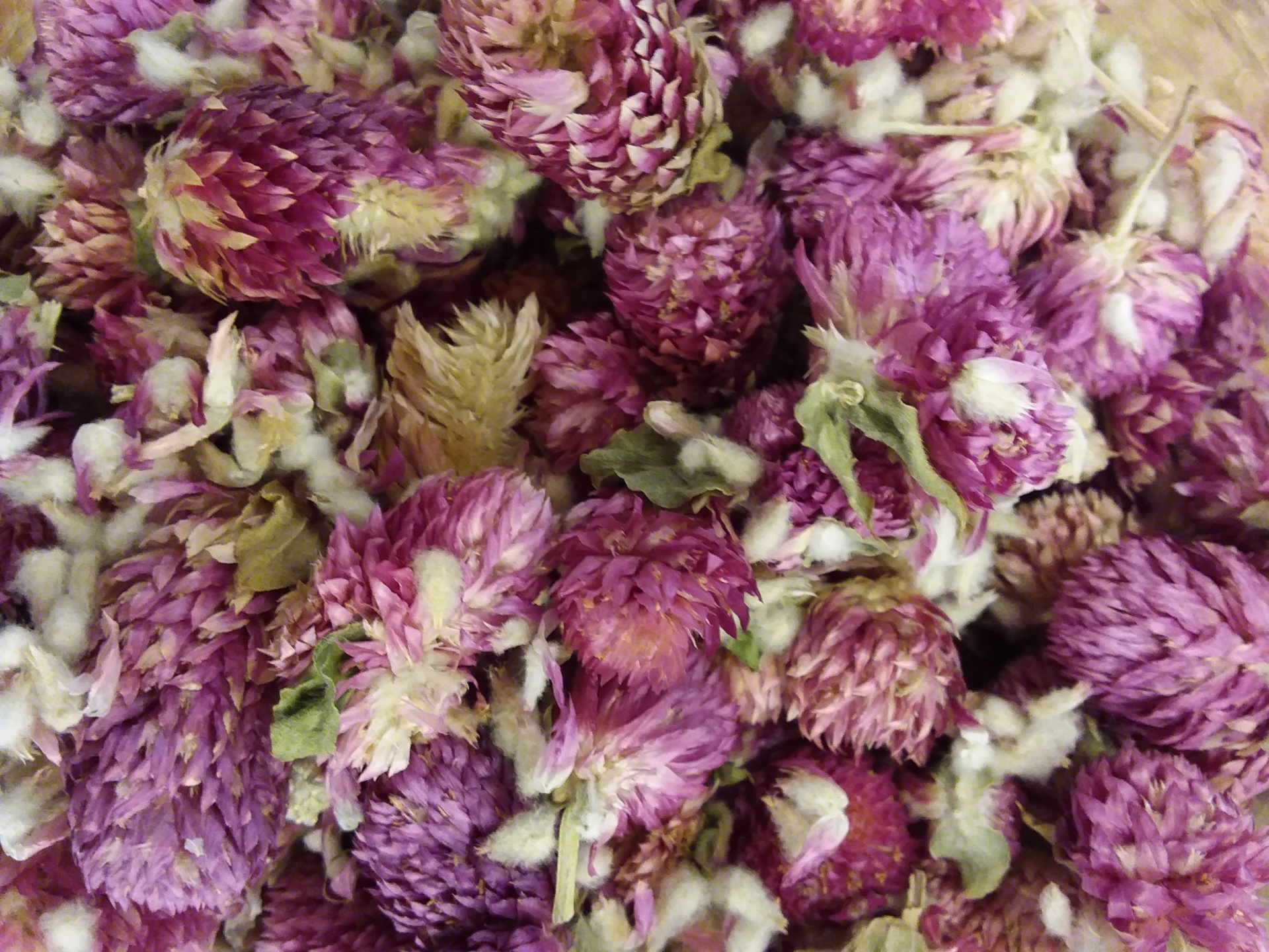 Flores secas roxas com partes verdes e brancas em destaque